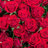 Flower123