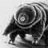 Tardigrade